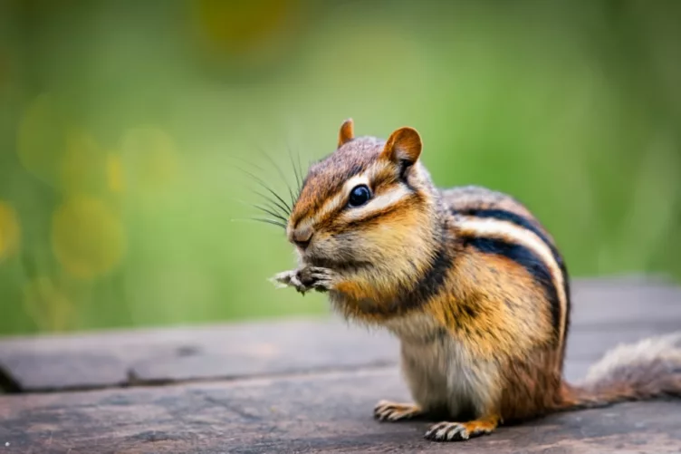 Uncovering the Spiritual Meaning and Symbolism of Chipmunks