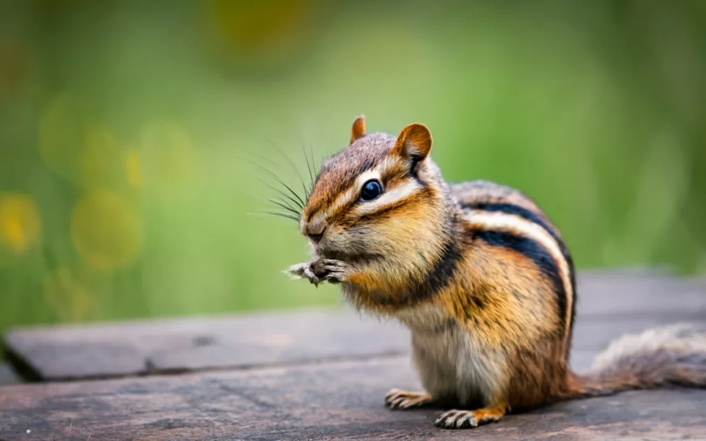 Uncovering the Spiritual Meaning and Symbolism of Chipmunks