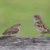 spiritual meaning of sparrow